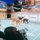 Illustration for article titled We Went To The Puppy Bowl And Brought Back Pictures Of Very Good Doggies And Cats